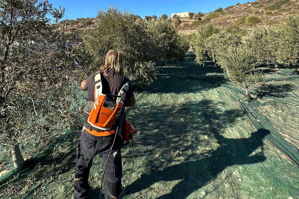 Συγκομιδή66